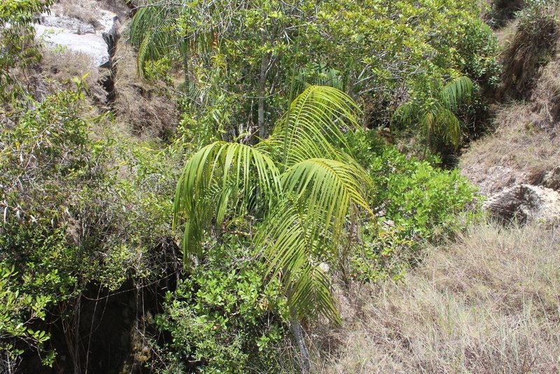 Chrysalidocarpus onilahensis, photographed by Michael A. Alcorn