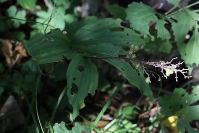 Maianthemum japonicum, photographed by Nina Filippova