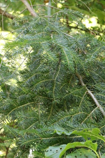 Abies nephrolepis, photographed by Nina Filippova