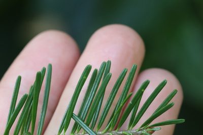 Abies nephrolepis, photographed by Nina Filippova