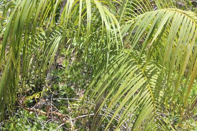 Chrysalidocarpus onilahensis, photographed by Michael A. Alcorn