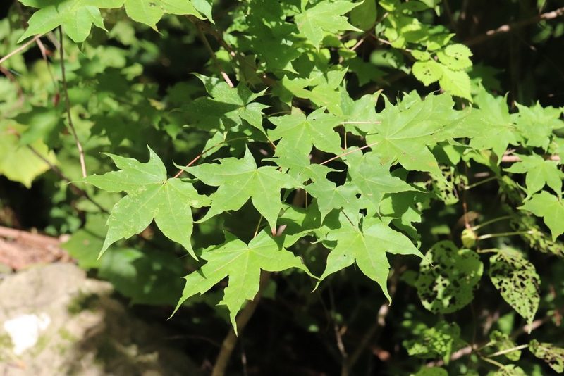 Acer pictum, photographed by Nina Filippova