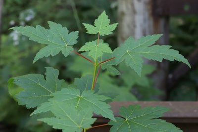 Acer ukurunduense, photographed by Nina Filippova