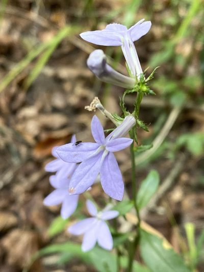 Lobelia georgiana, photographed by Carol Ann McCormick
