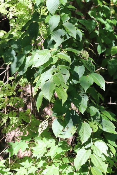 Carpinus cordata, photographed by Nina Filippova