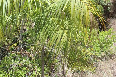Chrysalidocarpus onilahensis, photographed by Michael A. Alcorn