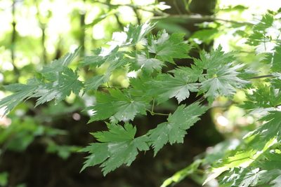 Acer pseudosieboldianum, photographed by Nina Filippova