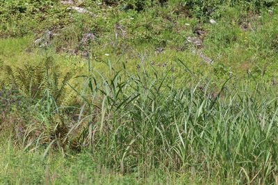 Miscanthus sacchariflorus, photographed by Nina Filippova