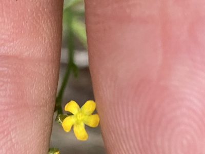 Hypericum gentianoides, photographed by Carol Ann McCormick