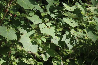 Acer tegmentosum, photographed by Nina Filippova