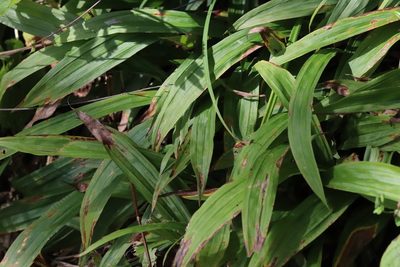 Carex siderosticta, photographed by Nina Filippova