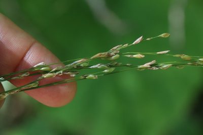 Diarrhena mandshurica, photographed by Nina Filippova