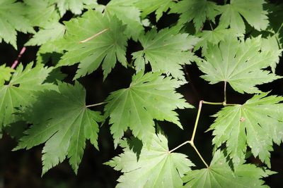 Acer pseudosieboldianum, photographed by Nina Filippova