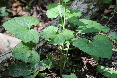 Adenocaulon himalaicum