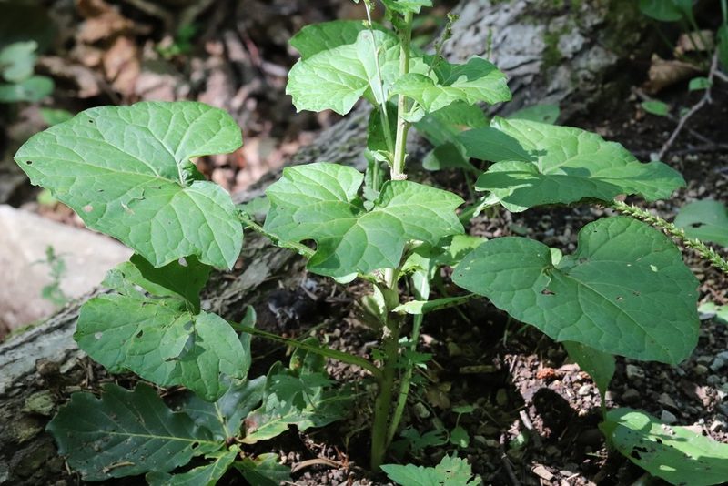 Adenocaulon himalaicum, photographed by Nina Filippova