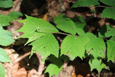Ulmus laciniata, photographed by Nina Filippova