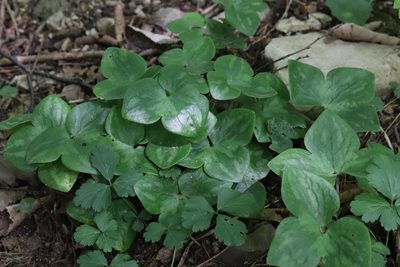 Hepatica asiatica, photographed by Nina Filippova