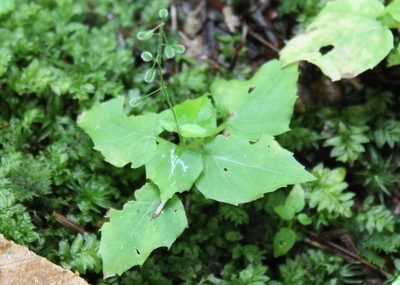 Circaea canadensis, photographed by Steven Lamonde