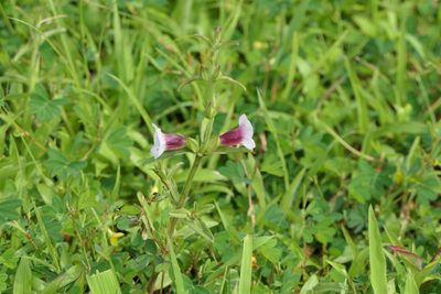 Centranthera indica, photographed by Dinesh Valke