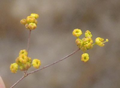 Chamarea capensis, photographed by Nicola van Berkel