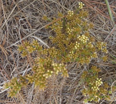 Helichrysum asperum, photographed by Nicola van Berkel