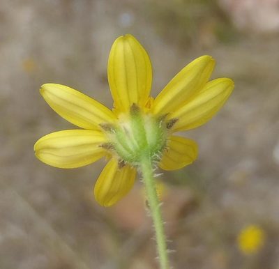 Osteospermum bolusii, photographed by Nicola van Berkel