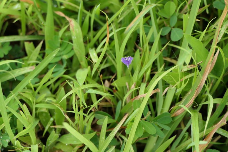 Burmannia pusilla, photographed by Dinesh Valke