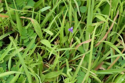 Burmannia pusilla, photographed by Dinesh Valke