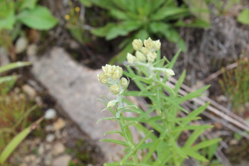 Pseudognaphalium macounii, photographed by Steven Lamonde
