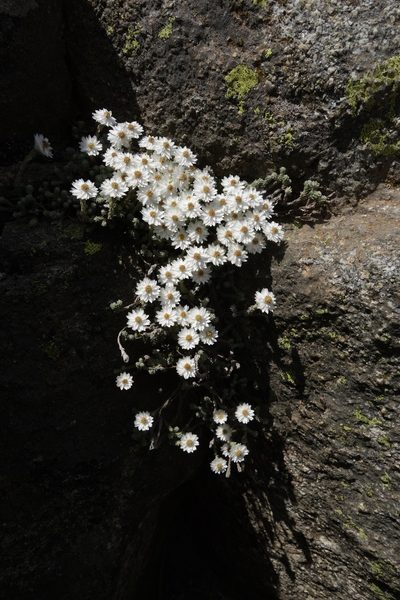Castroviejoa frigida, photographed by Thibaud Aronson