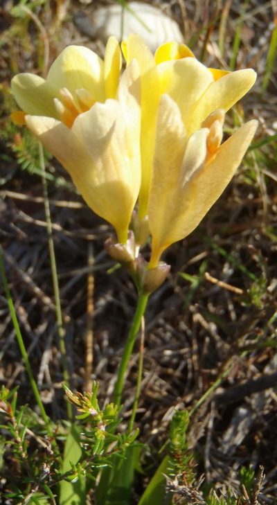 Freesia fergusoniae, photographed by Nicola van Berkel