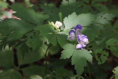 Aconitum axilliflorum, photographed by Nina Filippova
