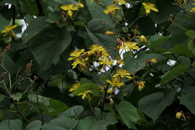 Erinocarpus nimmonii, photographed by Dinesh Valke