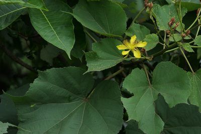Erinocarpus nimmonii, photographed by Dinesh Valke