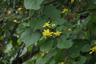Erinocarpus nimmonii, photographed by Dinesh Valke
