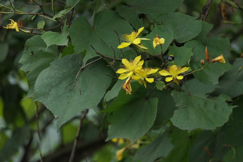 Erinocarpus nimmonii, photographed by Dinesh Valke