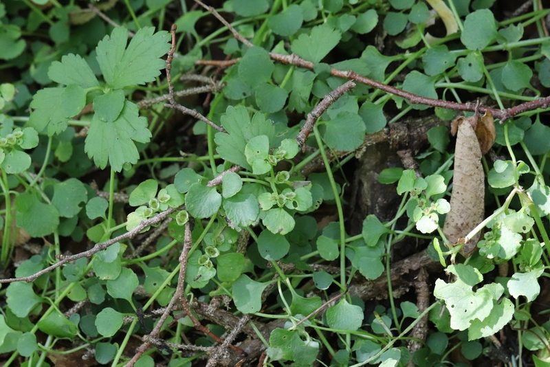 Chrysosplenium ramosum, photographed by Nina Filippova