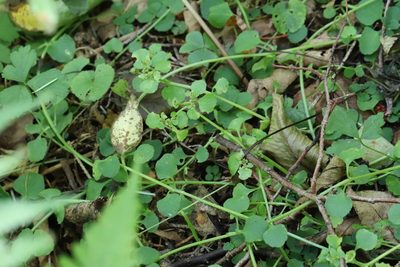 Chrysosplenium ramosum, photographed by Nina Filippova