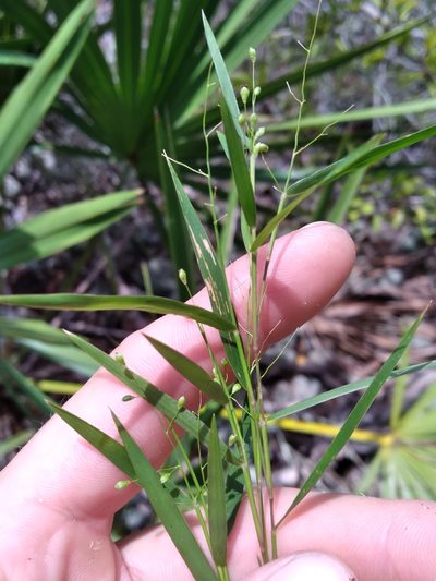 Dichanthelium patentifolium, photographed by Scott Ward