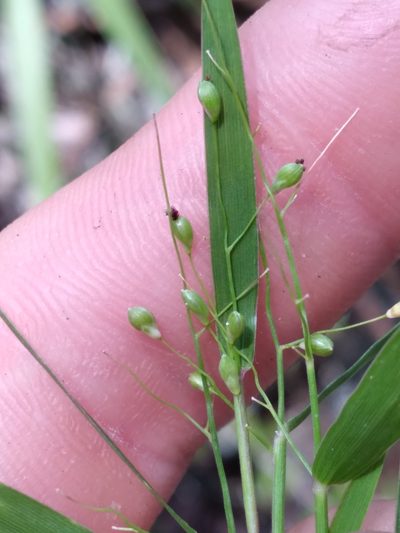 Dichanthelium patentifolium, photographed by Scott Ward