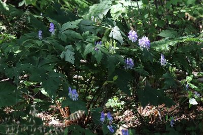 Aconitum axilliflorum, photographed by Nina Filippova