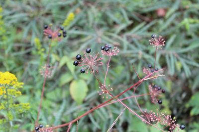 Aralia hispida, photographed by Steven Lamonde