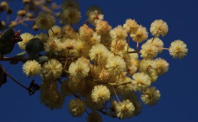 Acacia piligera, photographed by Tony Rebelo