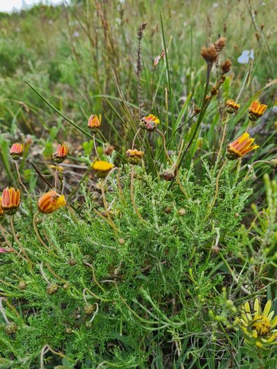 Ursinia discolor, photographed by Rebecca Dames