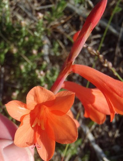 Watsonia laccata, photographed by Nicola van Berkel