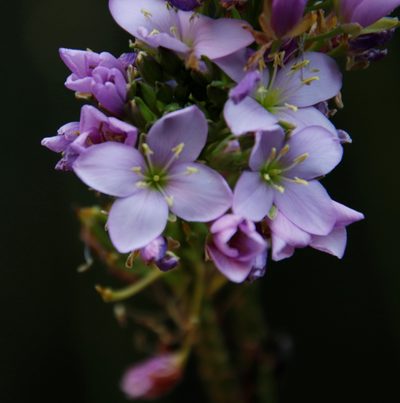 Heliophila callosa, photographed by Tony Rebelo