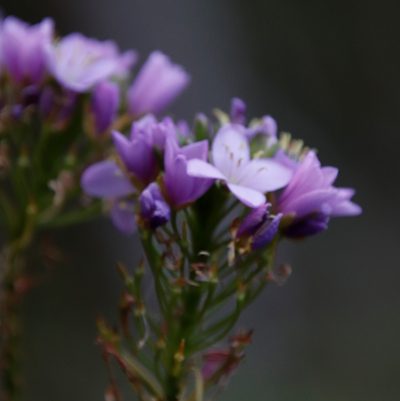 Heliophila callosa, photographed by Tony Rebelo