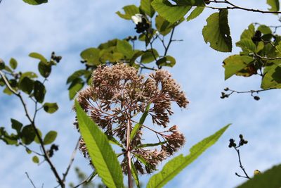 Eutrochium fistulosum, photographed by Steven Lamonde