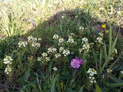 Triphysaria floribunda, photographed by Nick Doty