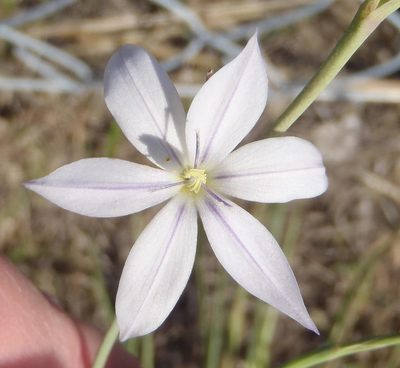 Gladiolus stellatus, photographed by Nicola van Berkel